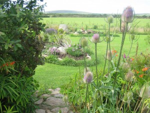 A wild Cornish garden by Tim Lawrence