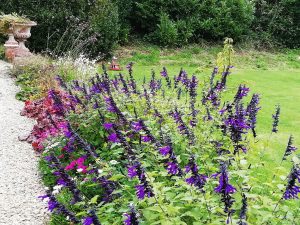 Long Ashton garden by Tim Lawrence Gardens