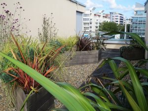 View from a planter in roof garden