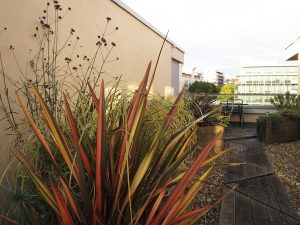 Evening light in roof garden